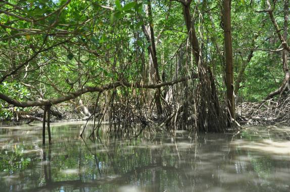 Atravessando igarapé de canoa em direção ao Furo Velho, na região de Algodoal - PA
